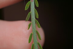 Parkinsonia aculeata