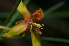 Parkinsonia aculeata