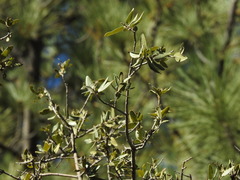 Quercus peninsularis