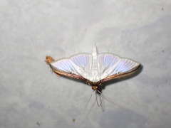 Cydalima