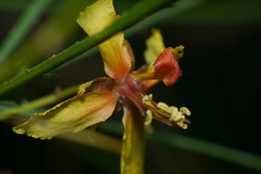 Parkinsonia aculeata