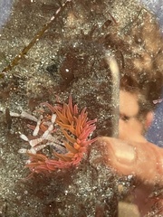 Anthopleura artemisia