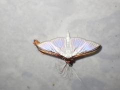 Cydalima