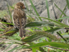 Sporophila telasco