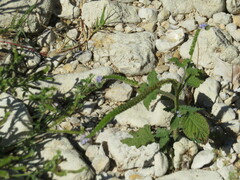 Heliotropium indicum