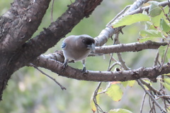 Dendrocitta formosae