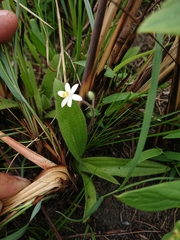 Hypoxis membranacea