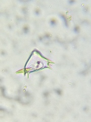 Staurastrum avicula