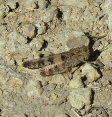 Spharagemon cristatum