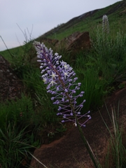 Merwilla plumbea
