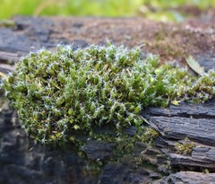 Campylopus introflexus