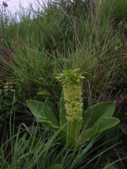 Eucomis autumnalis