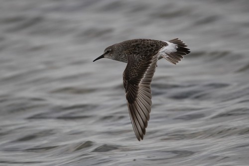 White-rumped Sandpiper