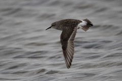 White-Rumped Sandpiper photo 4