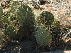 Opuntia phaeacantha