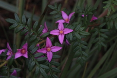 Boronia amabilis