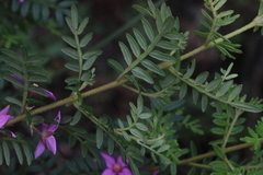 Boronia amabilis