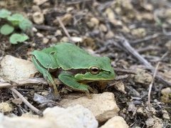 Hyla molleri