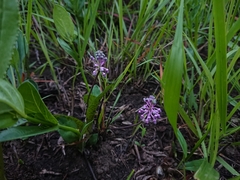 Ledebouria sandersonii