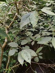 Ficus erecta