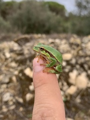 Hyla molleri