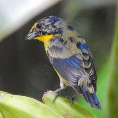 Euphonia hirundinacea