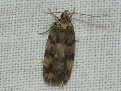 Barea subviridella