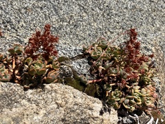 Sedum obtusatum