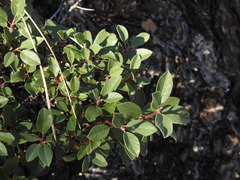 Frangula californica