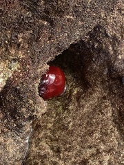 Actinia mediterranea