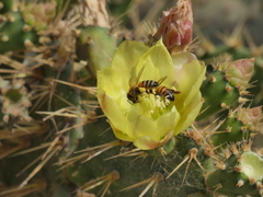 Opuntia leucotricha