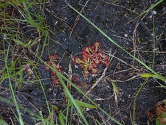Drosera natalensis