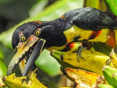 Pteroglossus torquatus