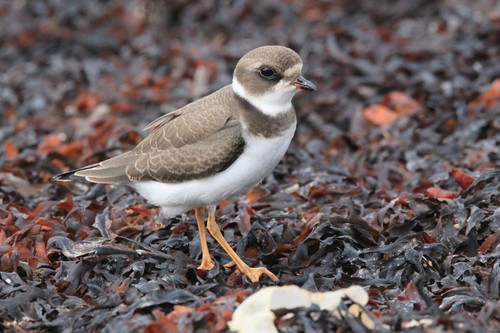 Chorlitejo semipalmeado (Charadrius semipalmatus)
