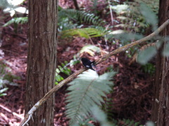 Petroica macrocephala toitoi