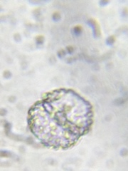Cosmarium