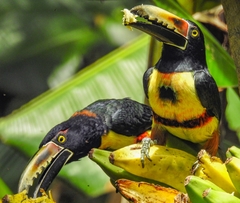 Pteroglossus torquatus