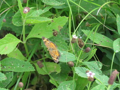 Phyciodes phaon