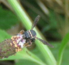 Epeolus bifasciatus