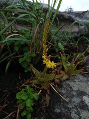 Bulbine latifolia