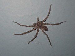 Arachnida