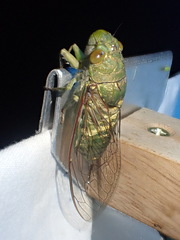 Cicadoidea