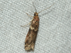 Ephestiopsis oenobarella