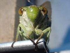 Cicadoidea