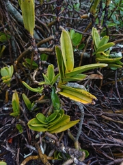 Tridactyle bicaudata