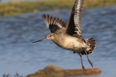 Hudsonian Godwit photo 2