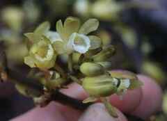 Erythrorchis cassythoides