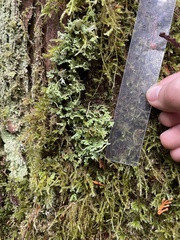 Cladonia ochrochlora