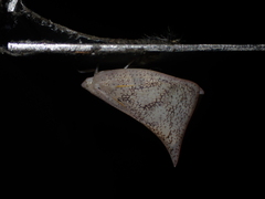 Lawana conspersa