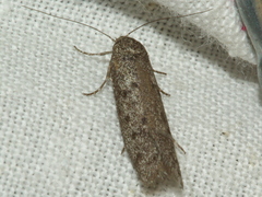 Ericrypsina chorodoxa